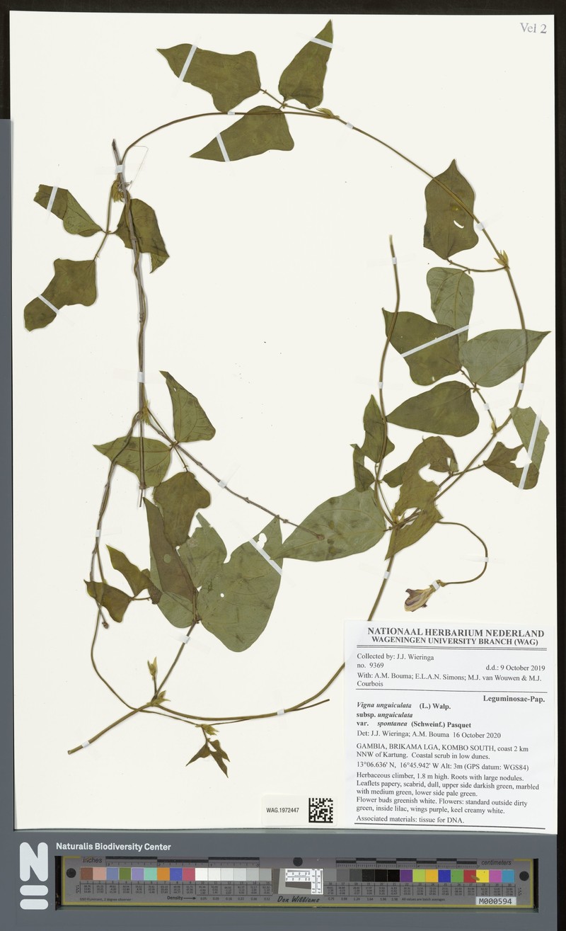 Vigna unguiculata subsp. unguiculata photo 2