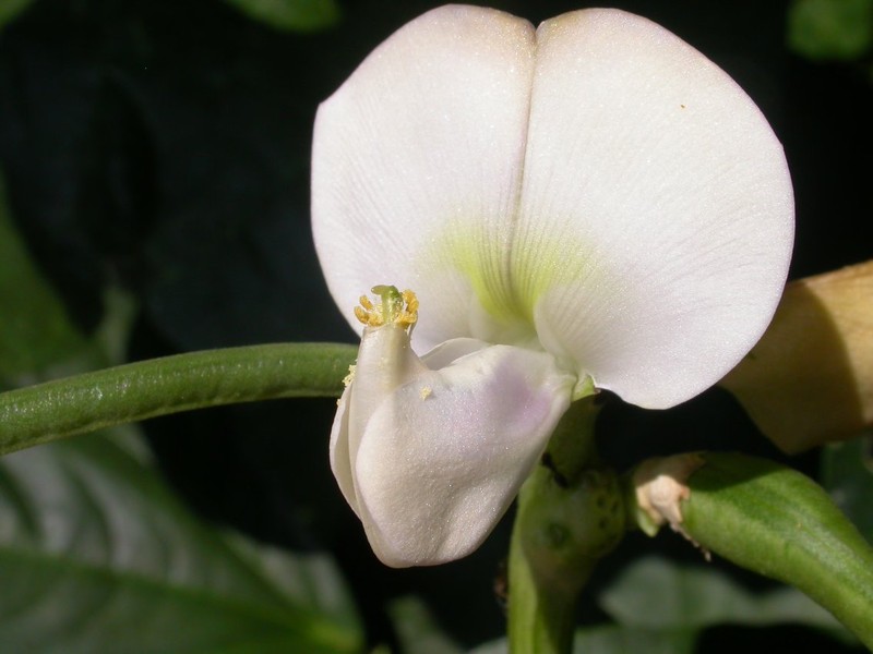 Vigna unguiculata subsp. unguiculata photo 4