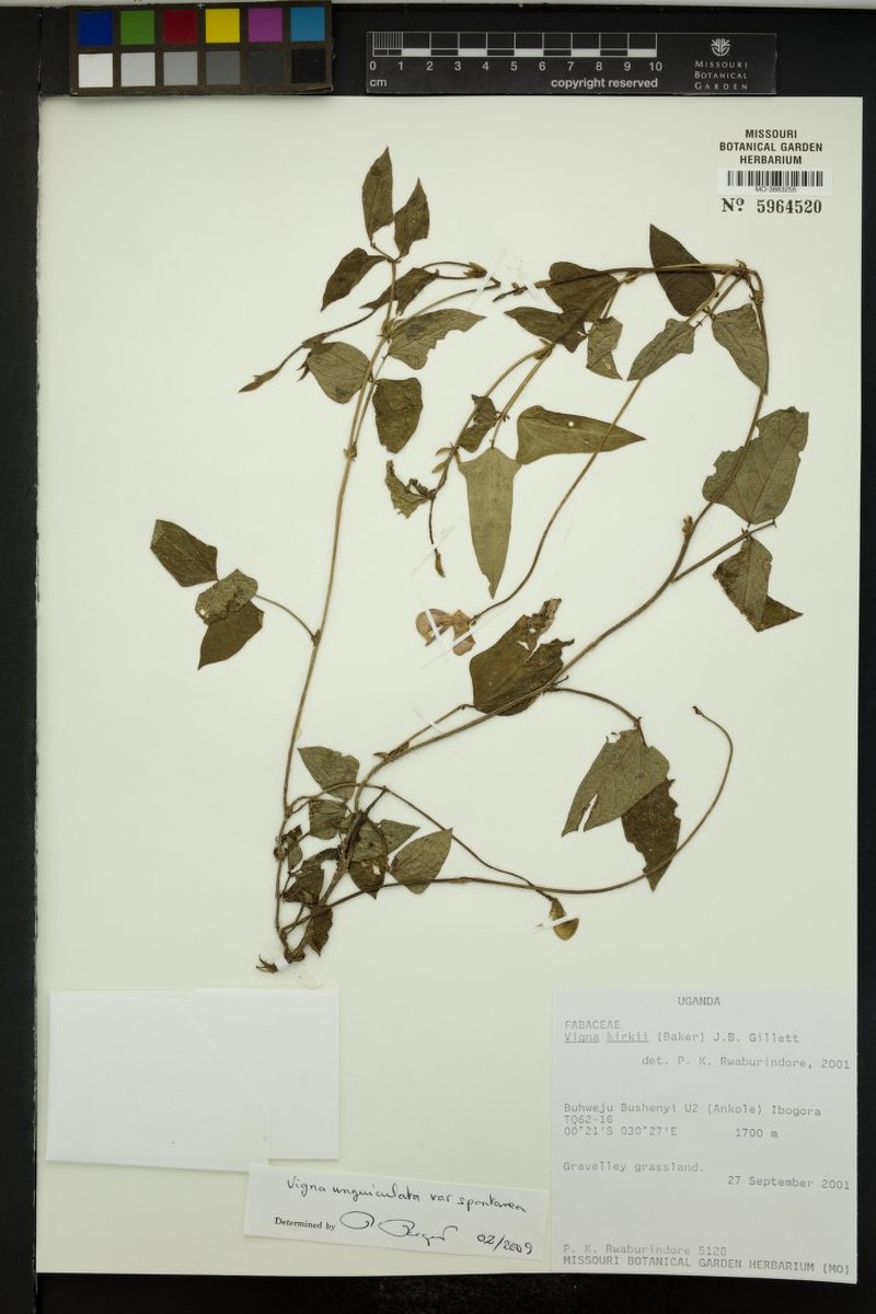 Vigna unguiculata subsp. unguiculata photo 5