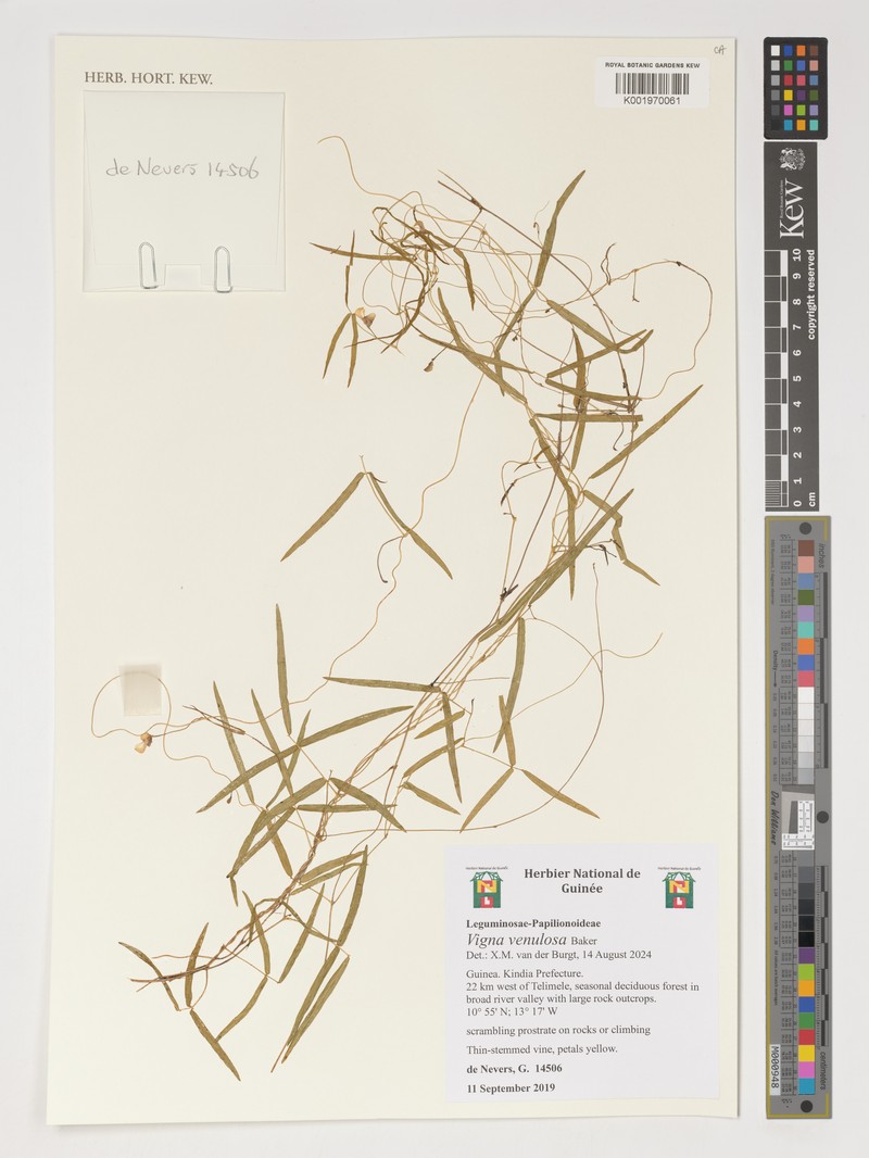 Vigna venulosa photo 2