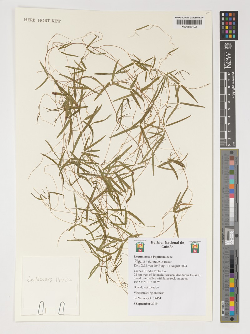 Vigna venulosa photo 3