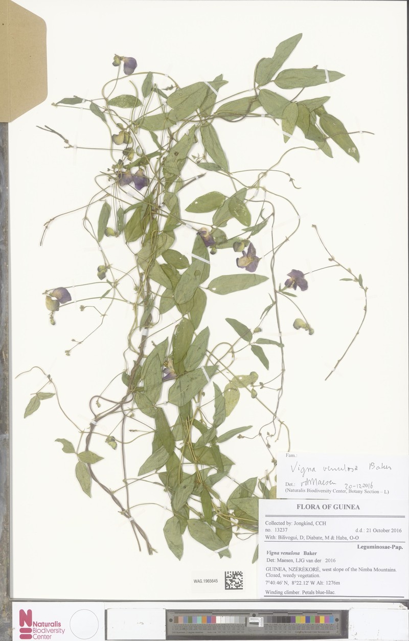 Vigna venulosa photo 4
