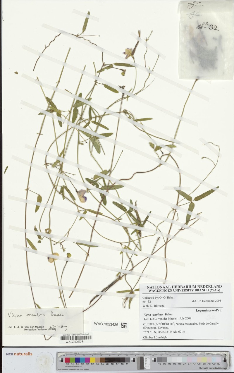 Vigna venulosa photo 6