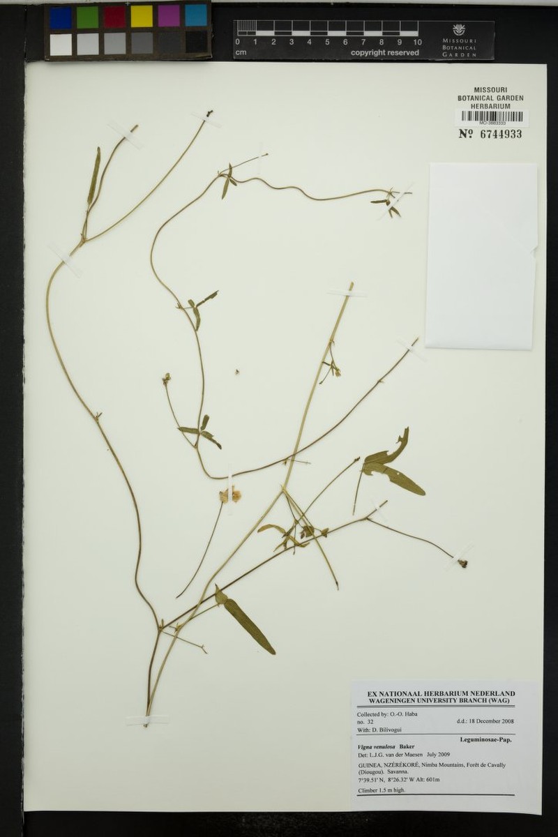 Vigna venulosa photo 7