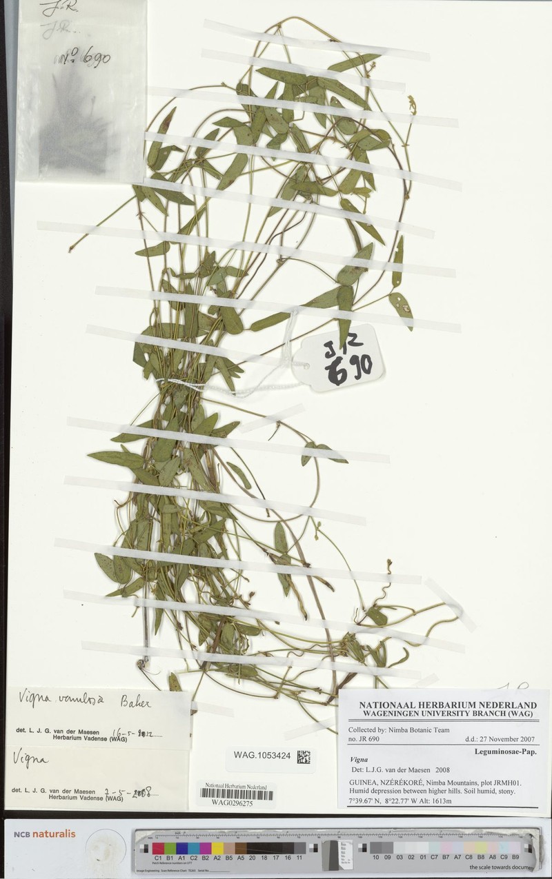 Vigna venulosa photo 8
