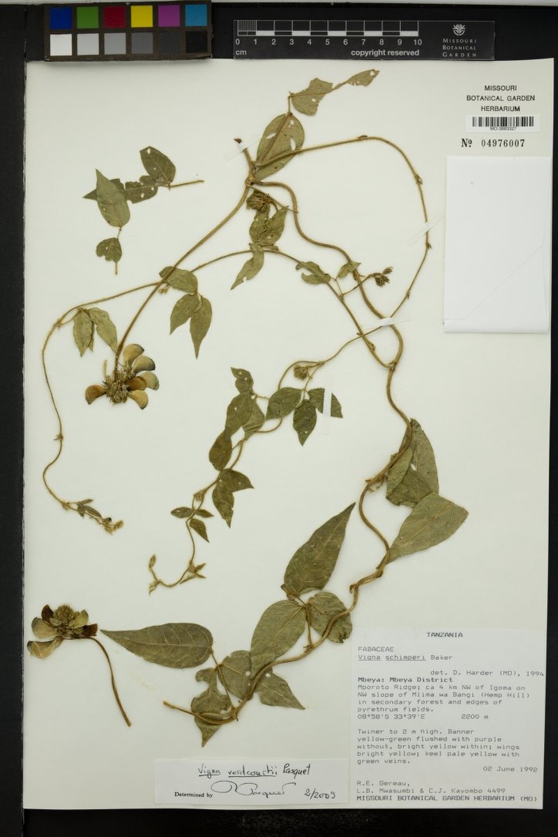 Vigna verdcourtii