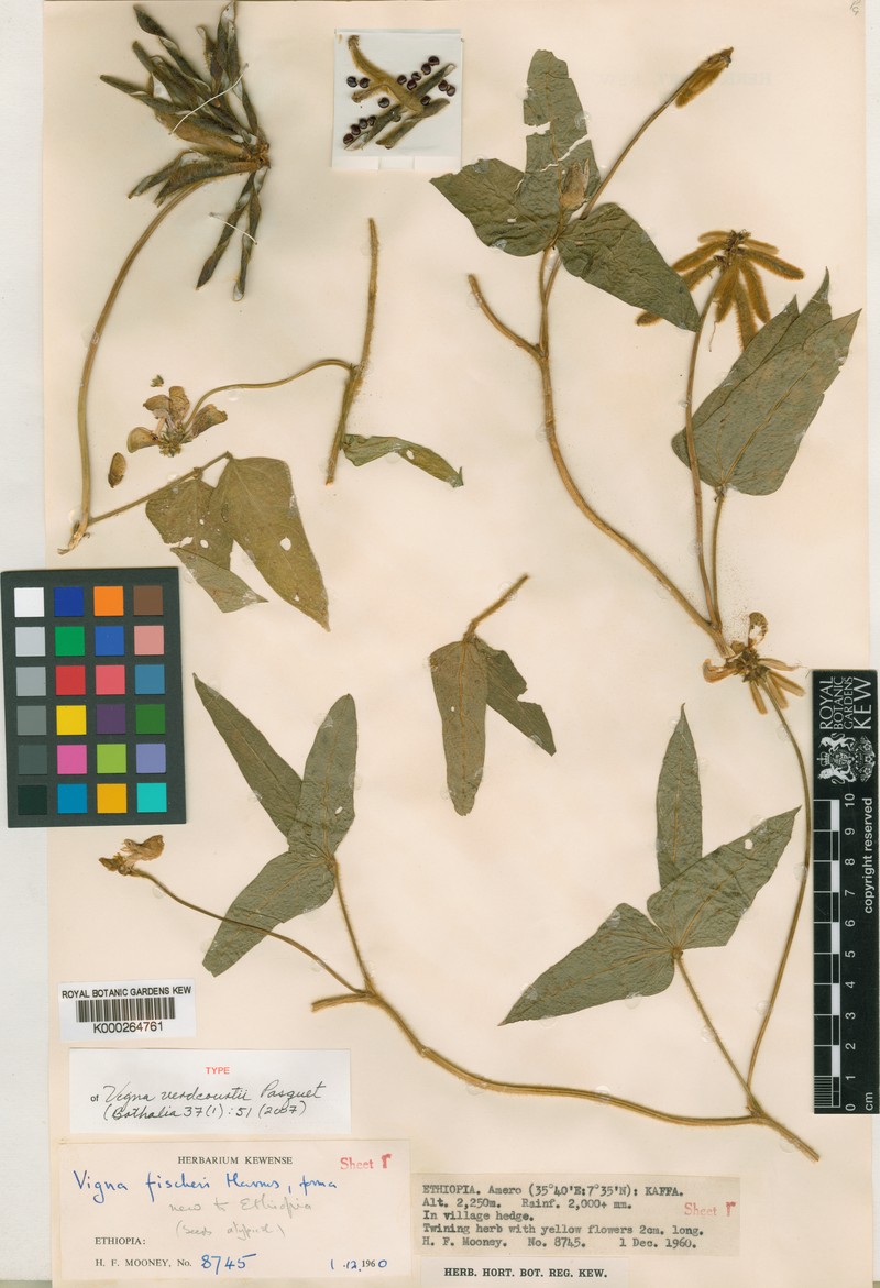 Vigna verdcourtii photo 2