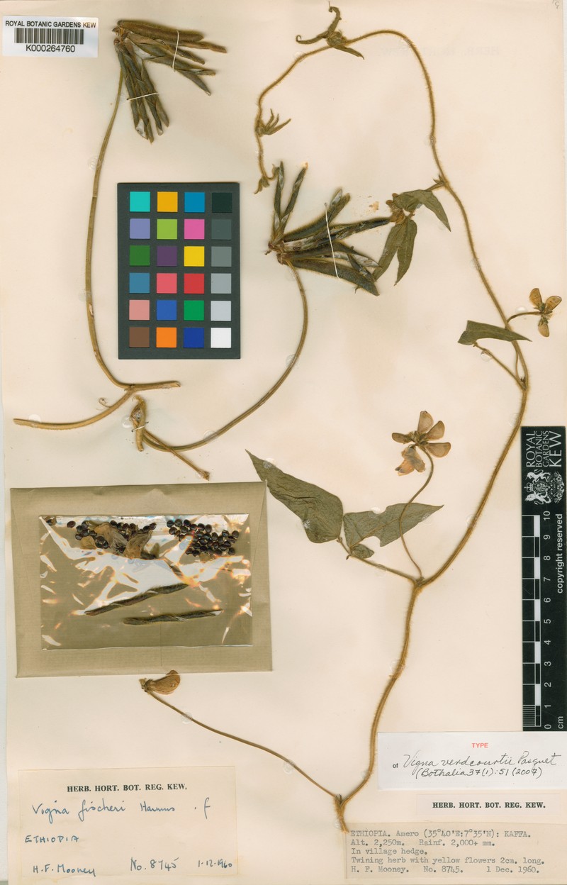 Vigna verdcourtii photo 3