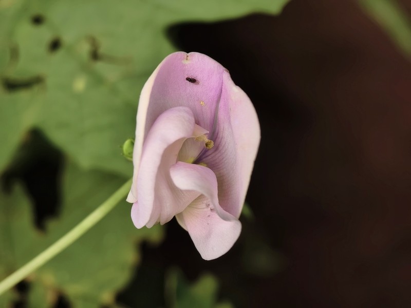 Zombi Pea photo 5