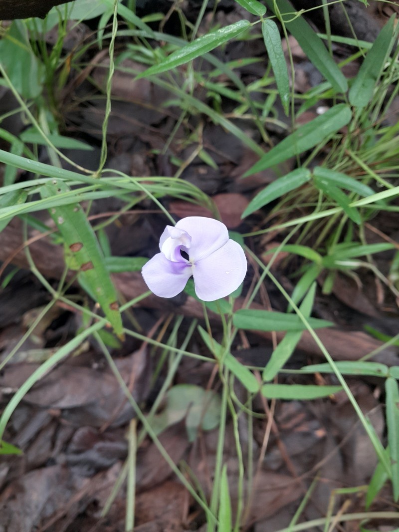 Vigna vexillata var. angustifolia