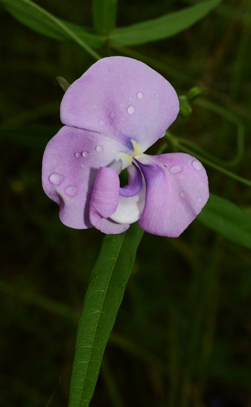 Vigna vexillata var. angustifolia photo 2