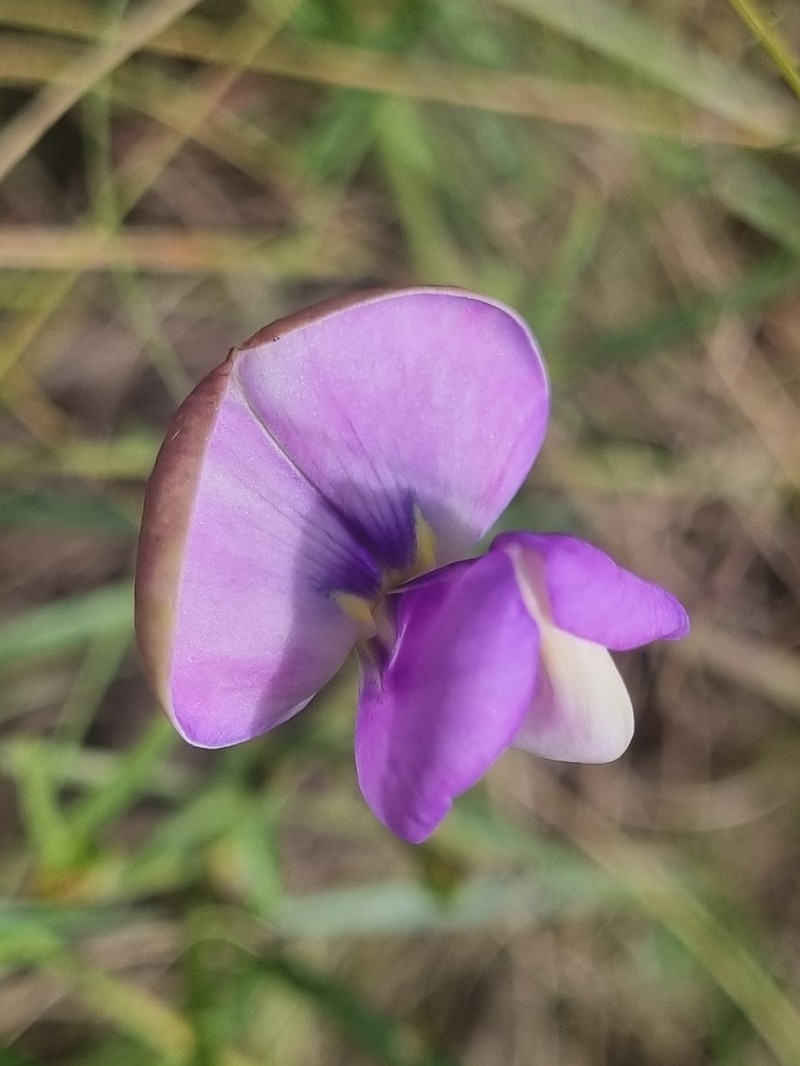 Vigna vexillata var. angustifolia photo 3