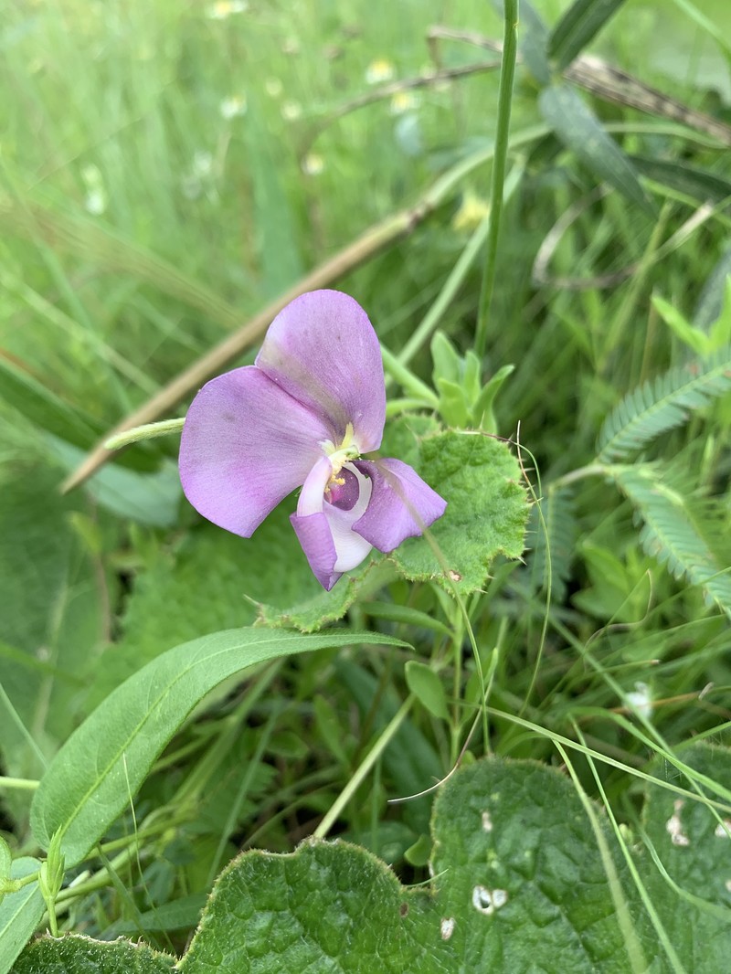 Vigna vexillata var. angustifolia photo 4