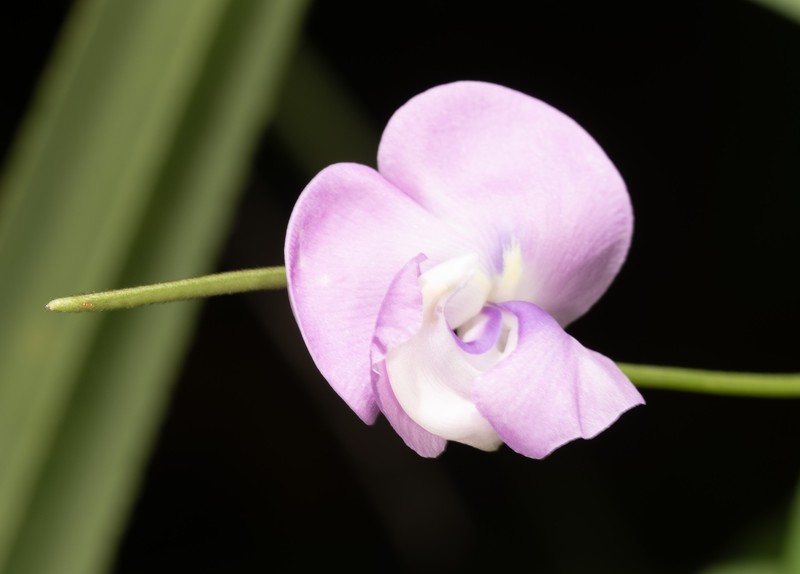 Vigna vexillata var. angustifolia photo 5
