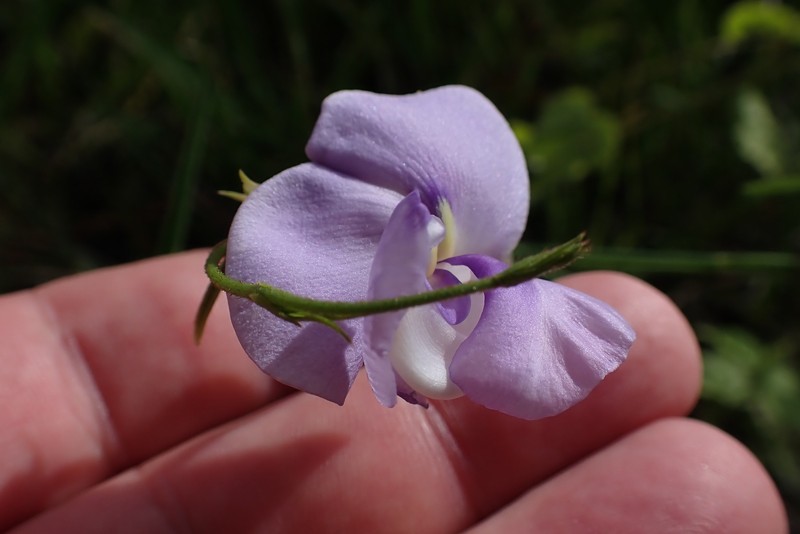 Vigna vexillata var. angustifolia photo 6