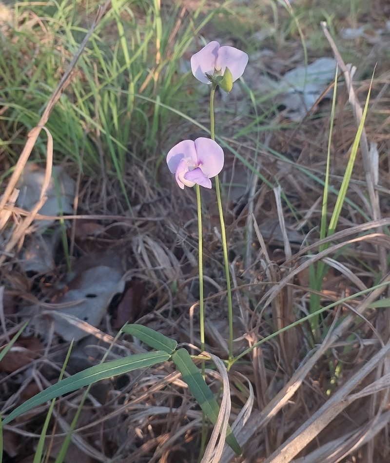 Vigna vexillata var. angustifolia photo 7