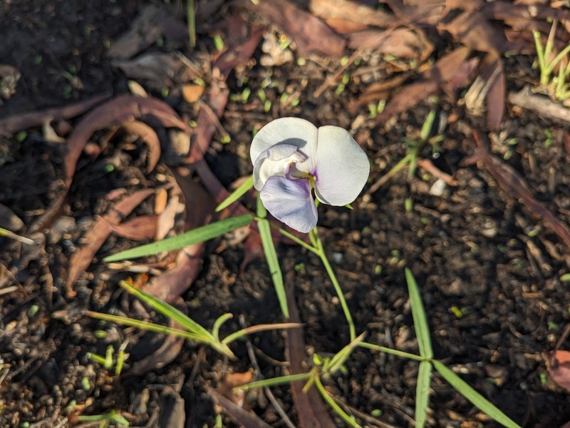 Vigna vexillata var. angustifolia photo 8