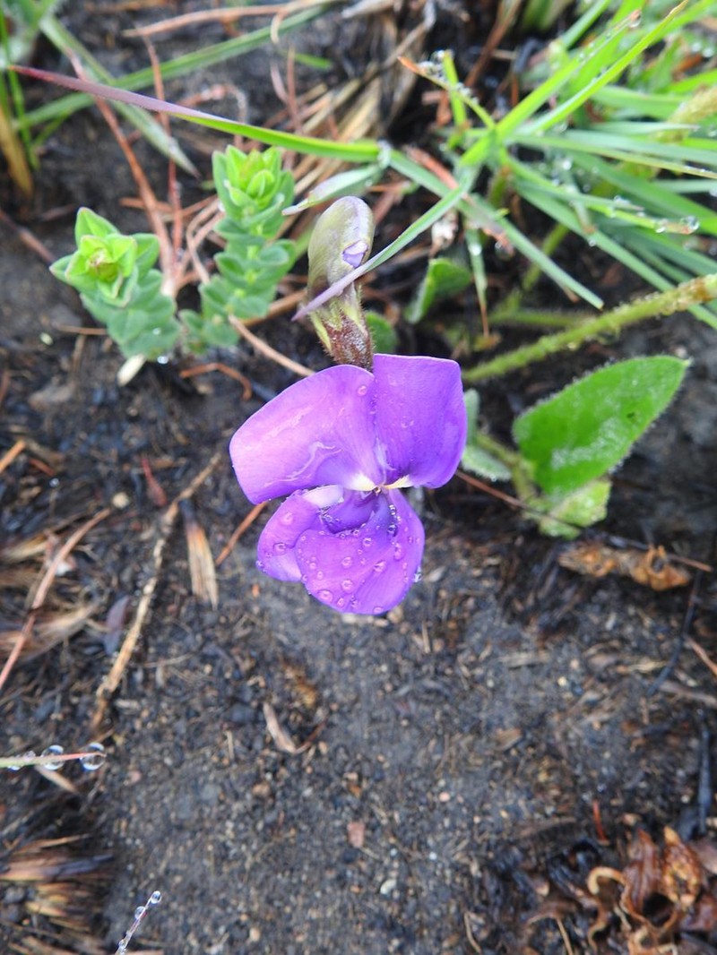 Vigna vexillata var. davyi