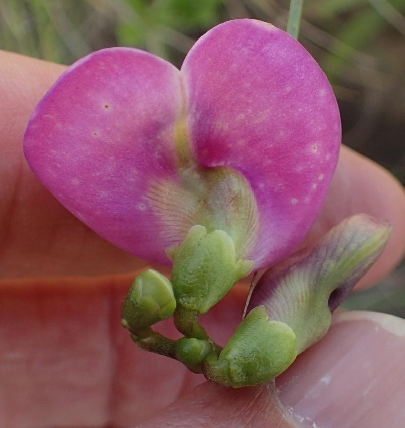 Vigna vexillata var. davyi photo 2