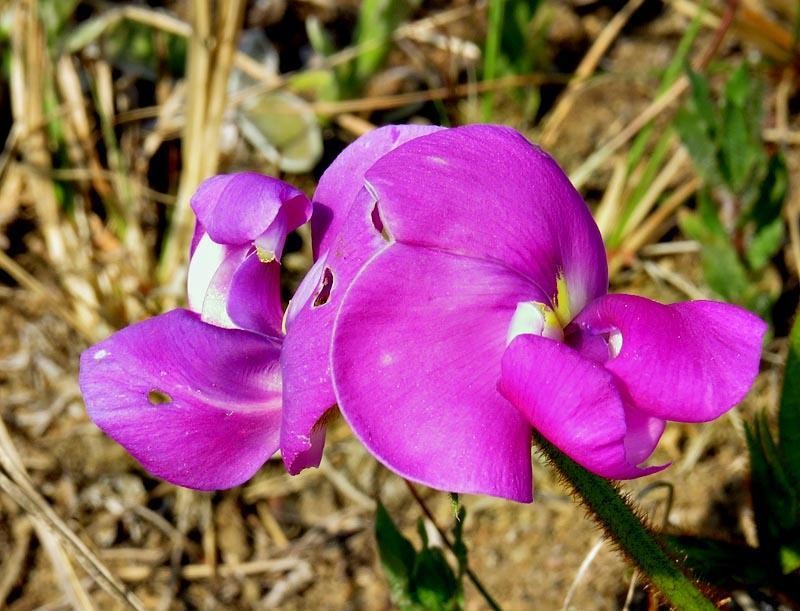 Vigna vexillata var. davyi photo 3