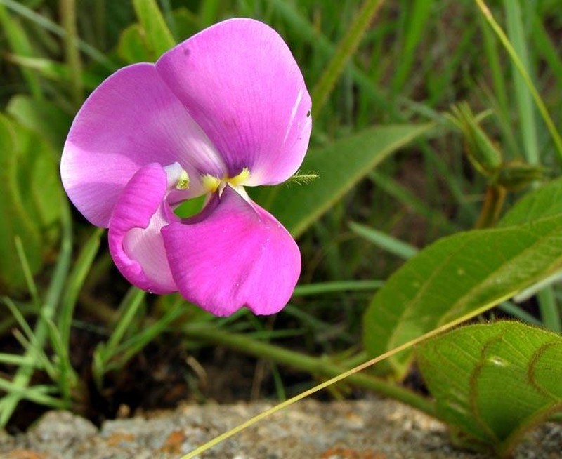 Vigna vexillata var. davyi photo 4