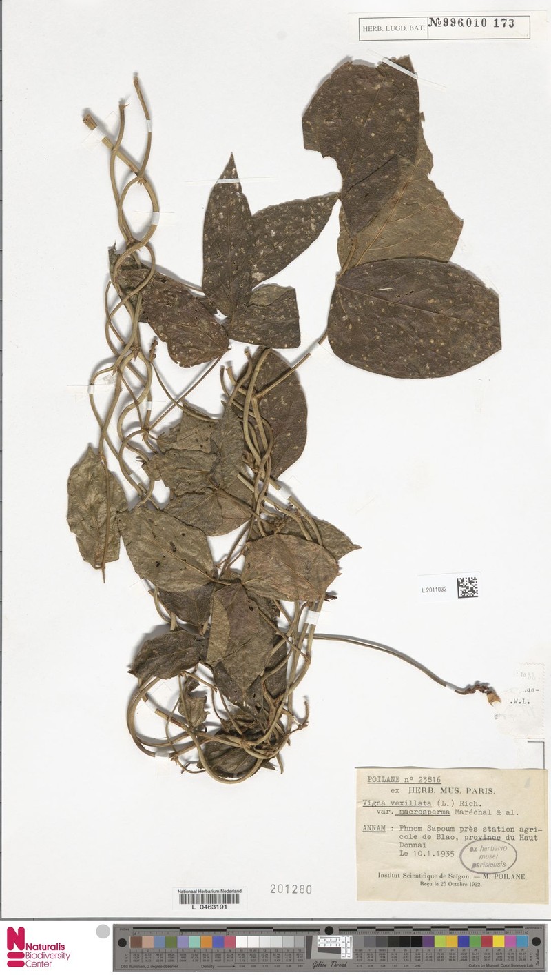 Vigna vexillata var. macrosperma