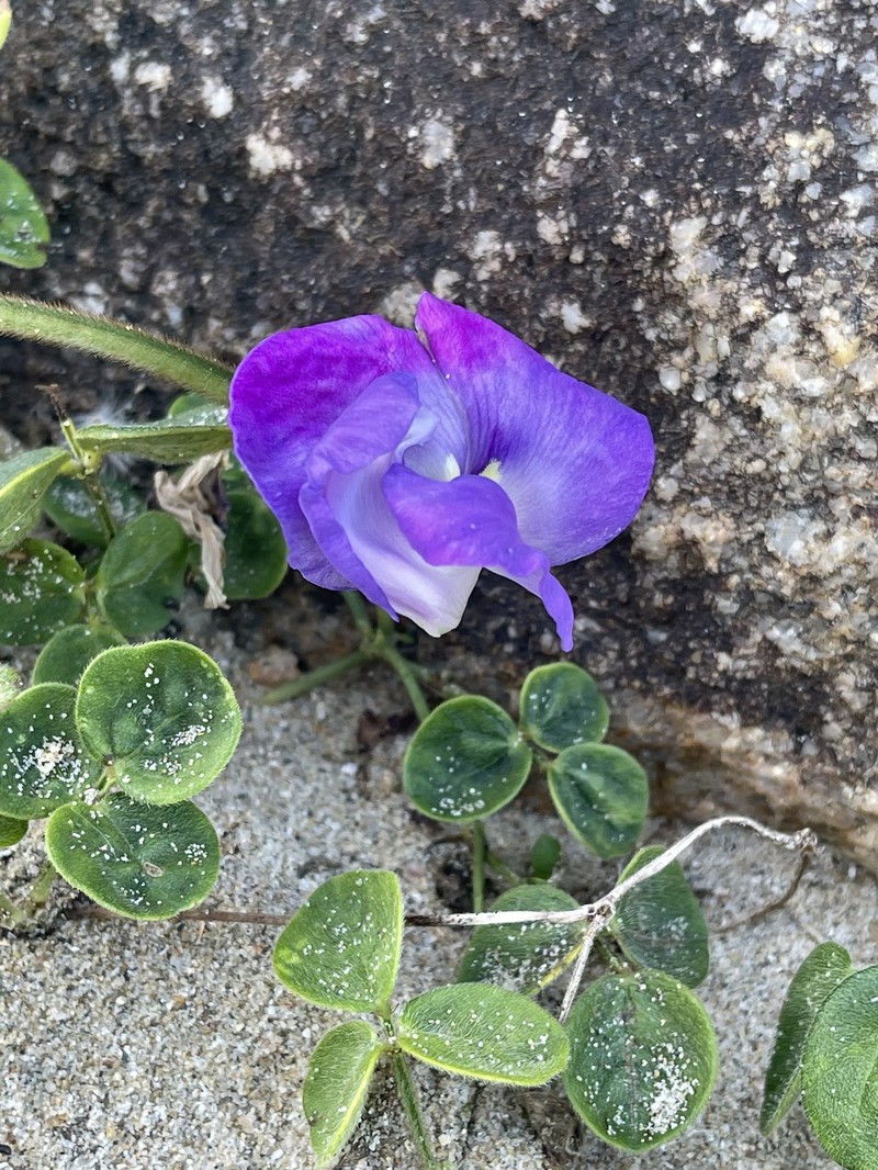 Vigna vexillata var. ovata
