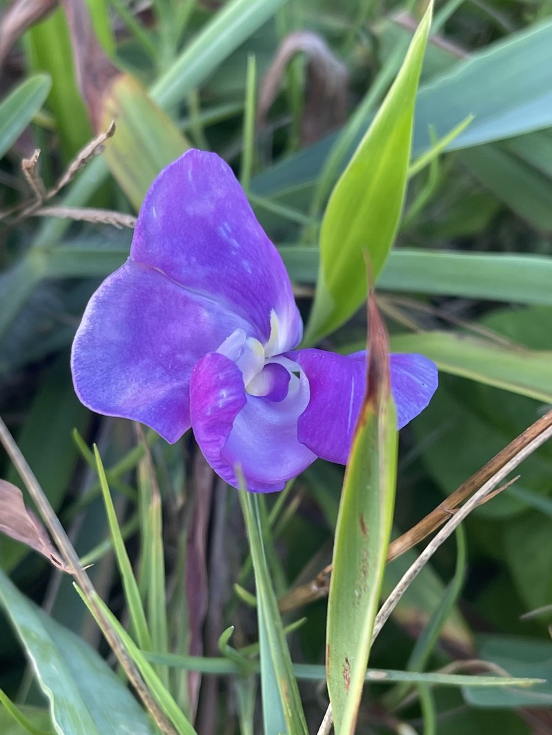 Vigna vexillata var. ovata photo 2