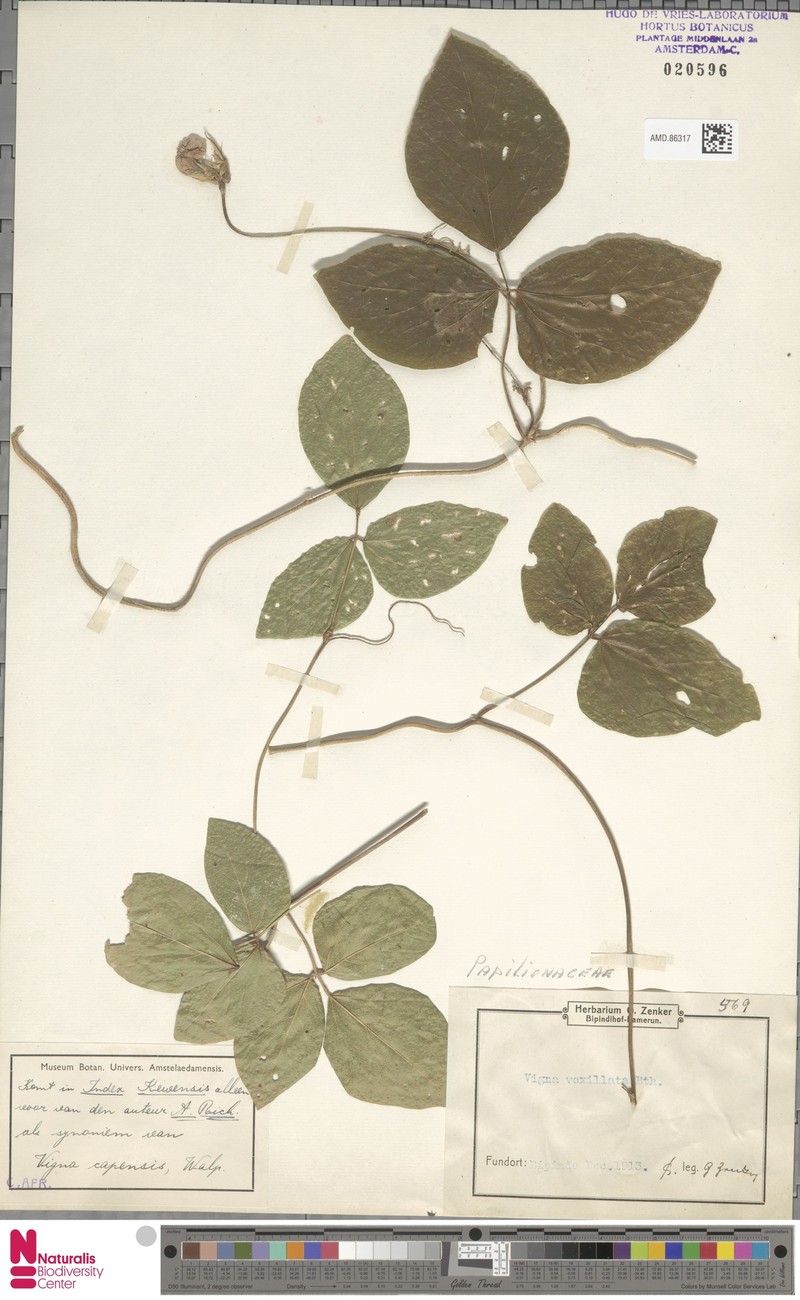 Vigna vexillata var. ovata photo 3
