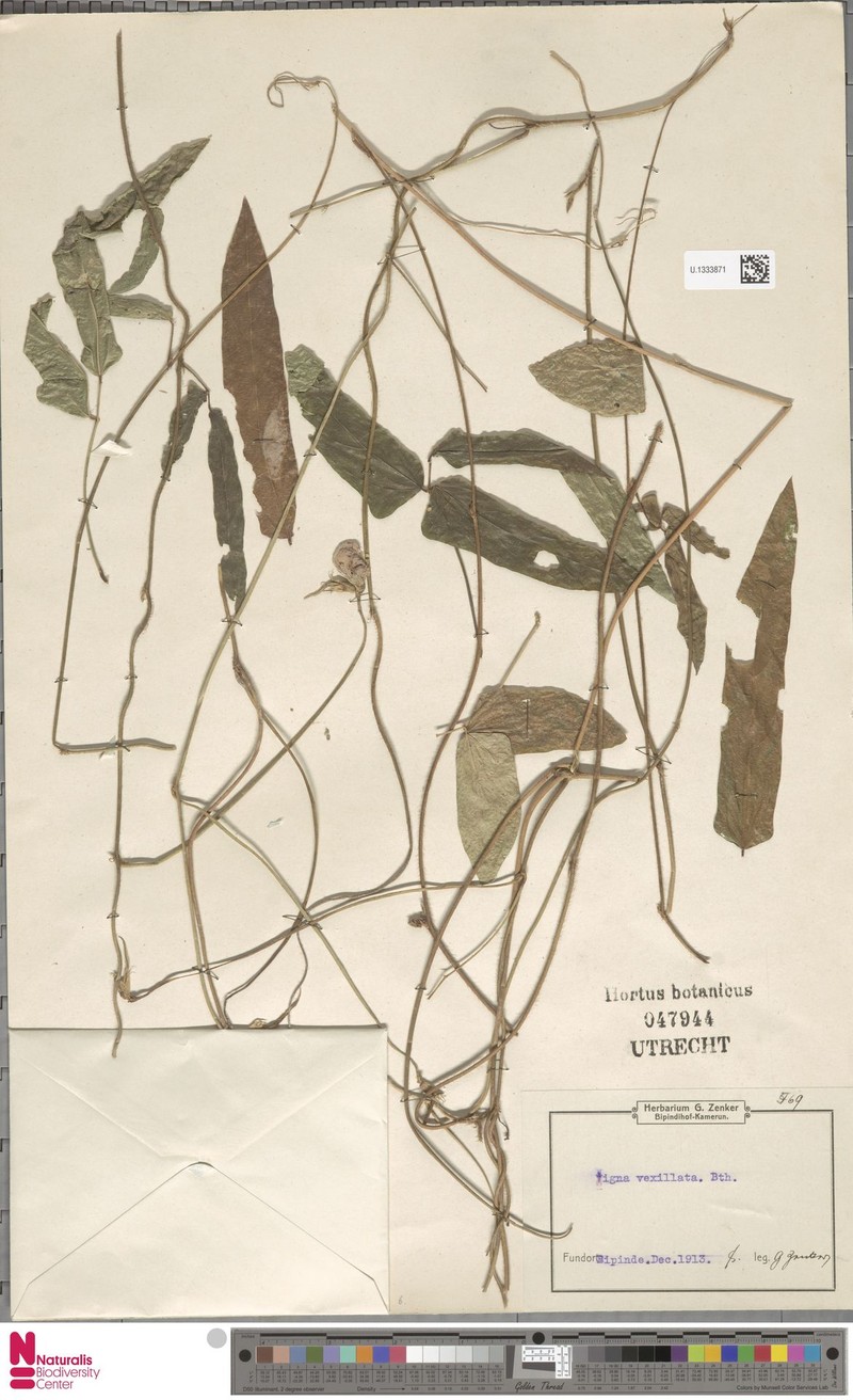 Vigna vexillata var. ovata photo 4