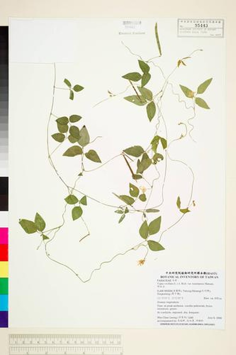Vigna vexillata var. tsusimensis