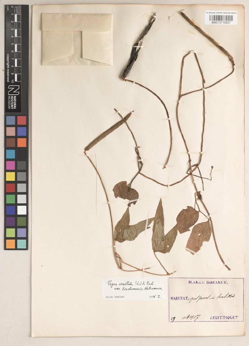 Vigna vexillata var. tsusimensis photo 2
