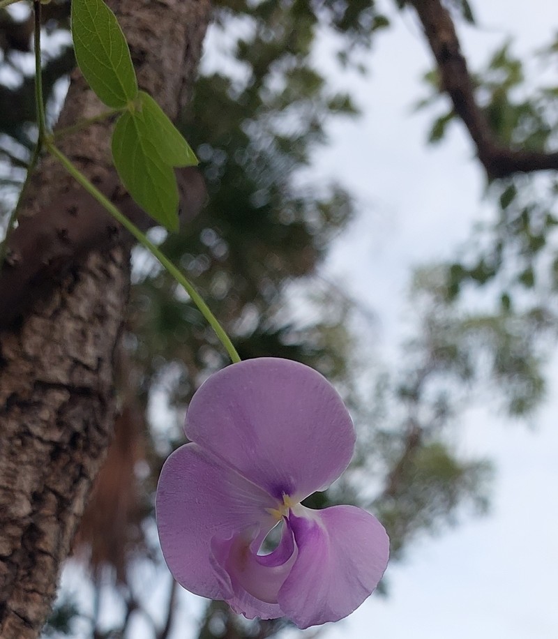 Vigna vexillata var. vexillata