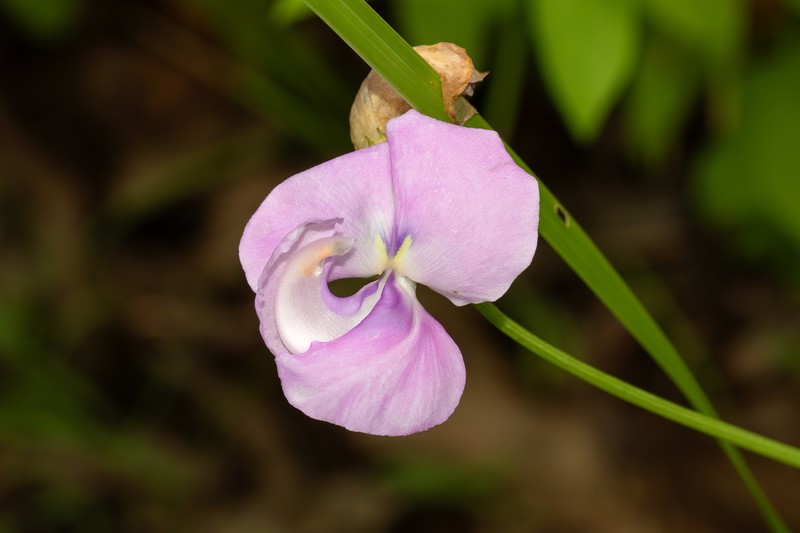 Vigna vexillata var. vexillata photo 2
