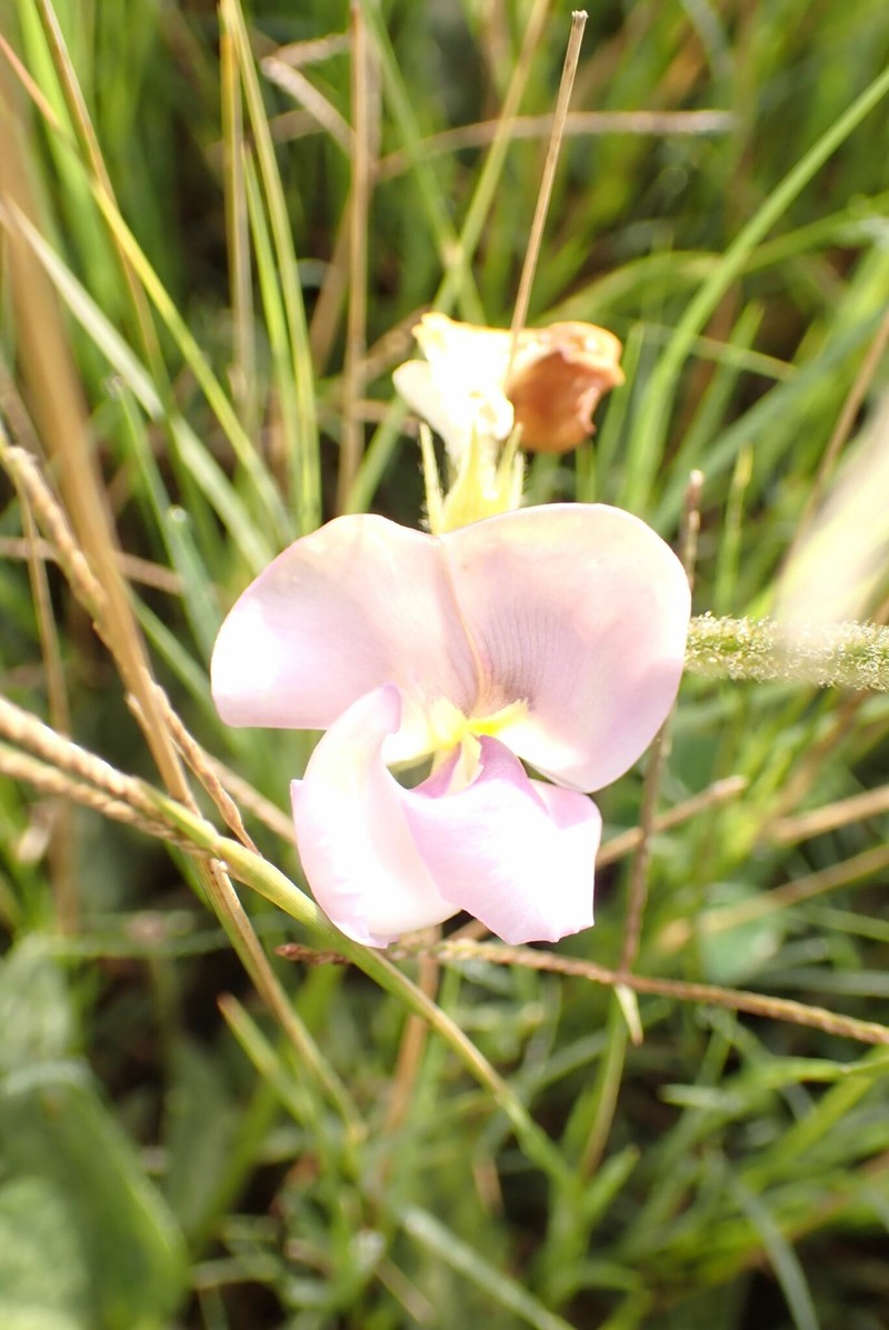 Vigna vexillata var. vexillata photo 3