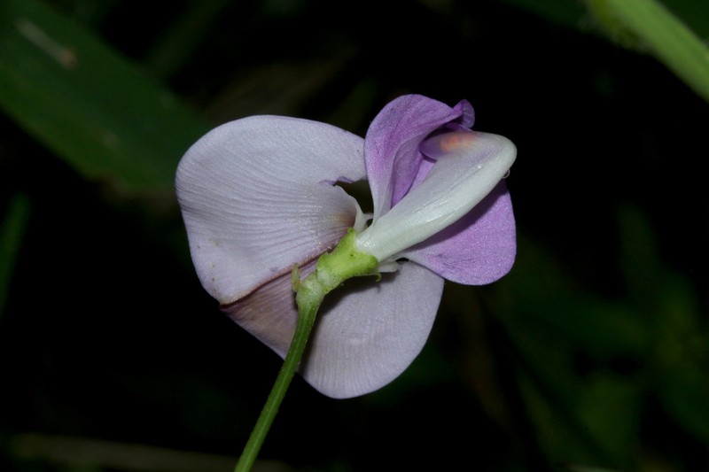 Vigna vexillata var. vexillata photo 4