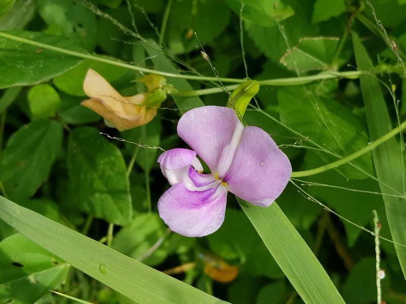 Vigna vexillata var. vexillata photo 5