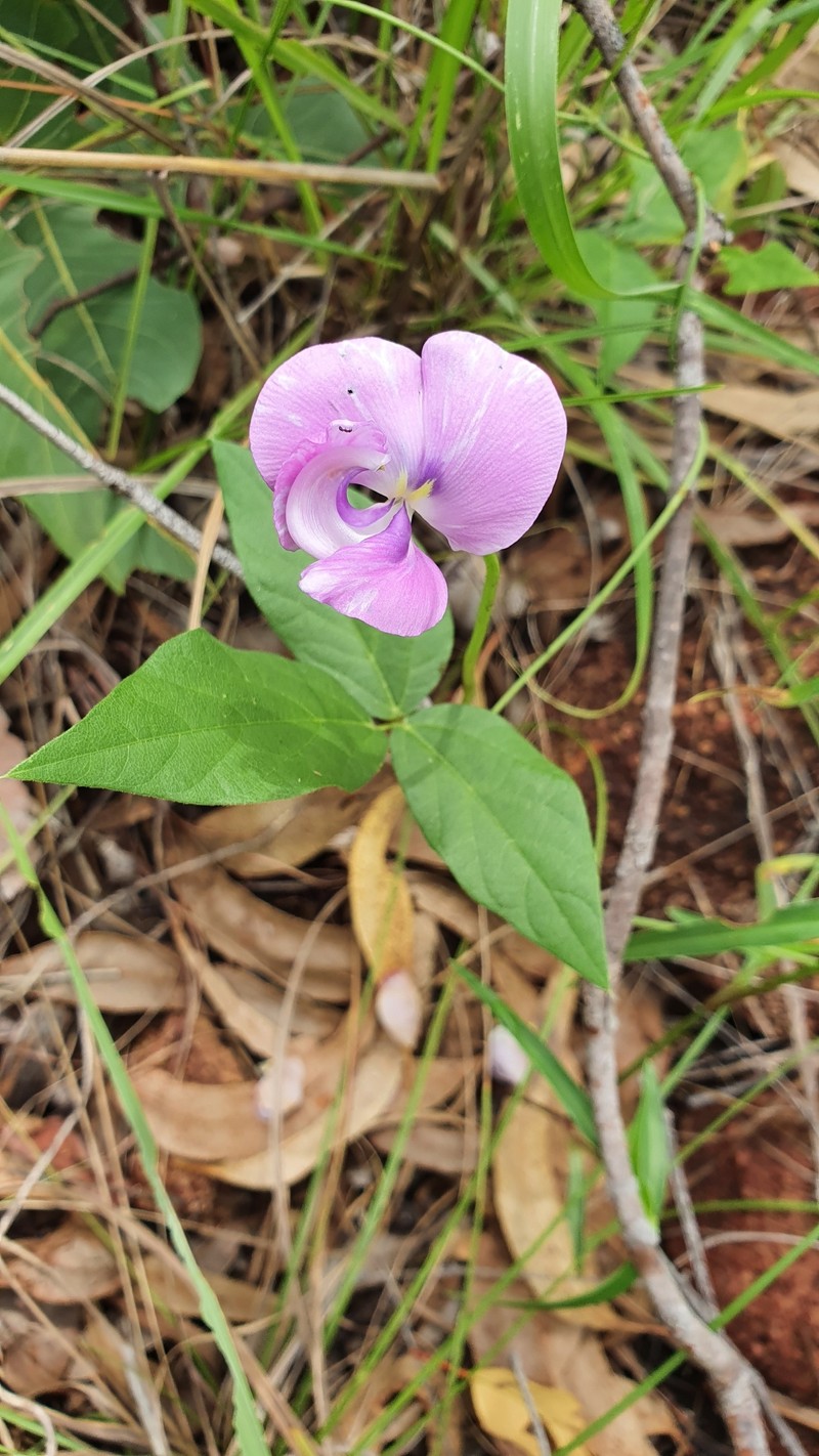 Vigna vexillata var. vexillata photo 6