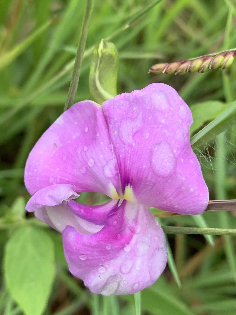 Vigna vexillata var. vexillata photo 7