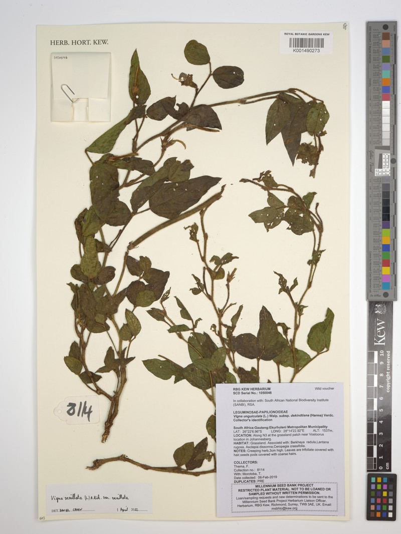 Vigna vexillata var. vexillata photo 8