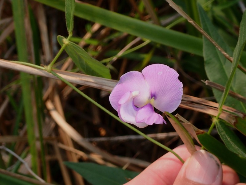 Vigna vexillata var. youngiana