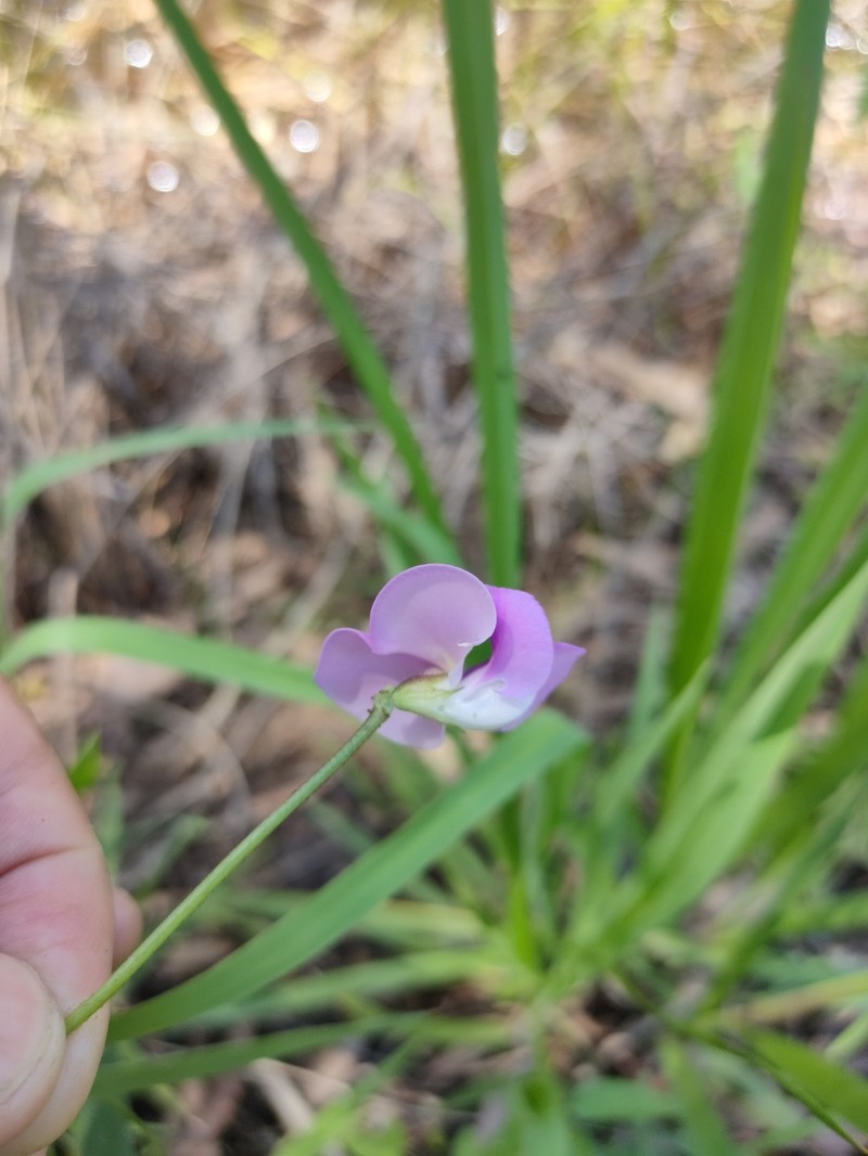 Vigna vexillata var. youngiana photo 2