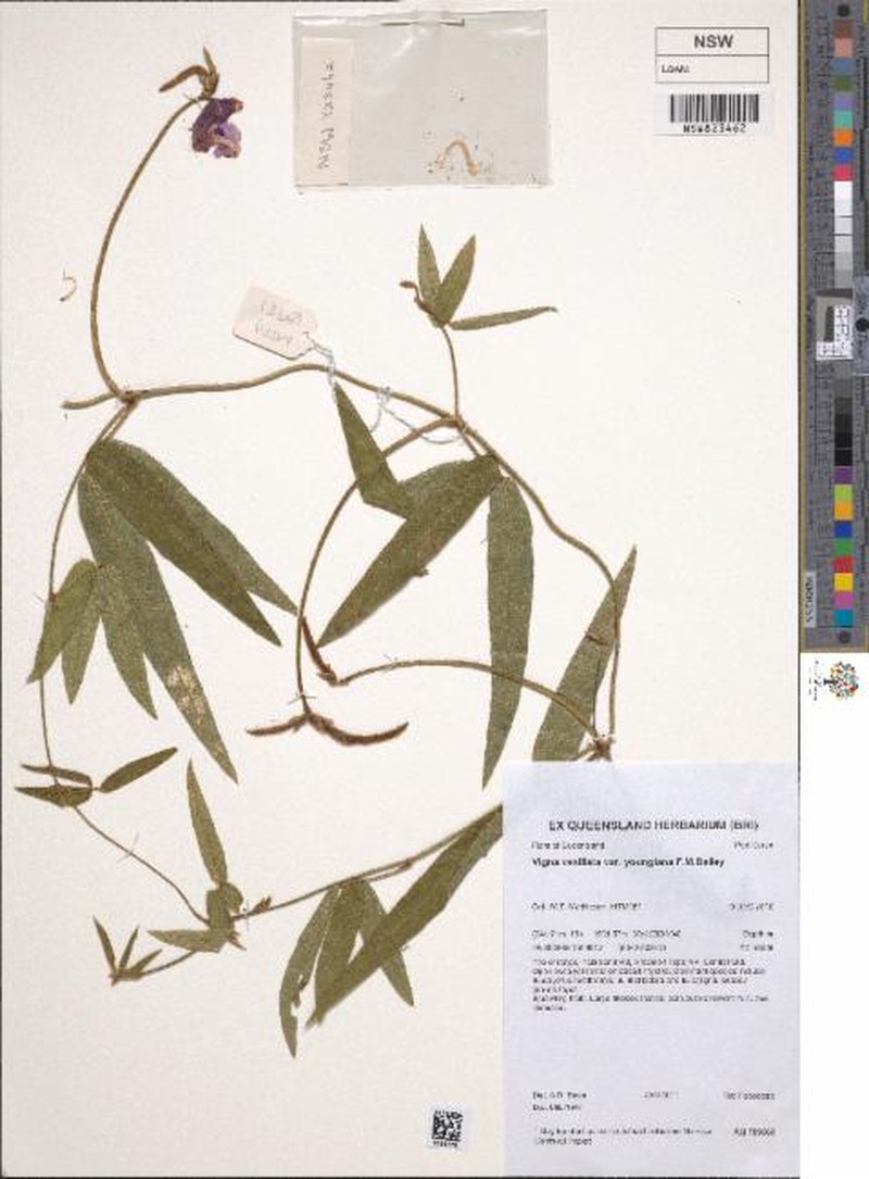 Vigna vexillata var. youngiana photo 3