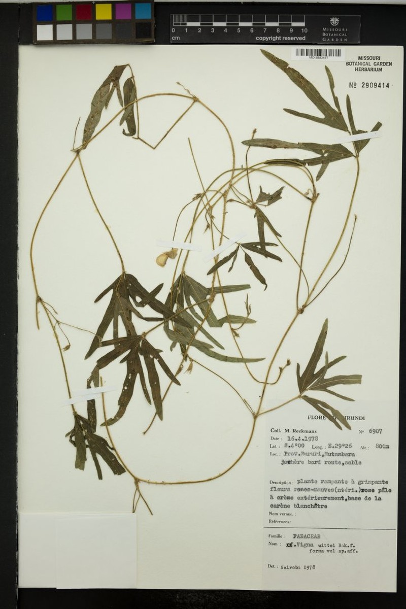 Vigna wittei
