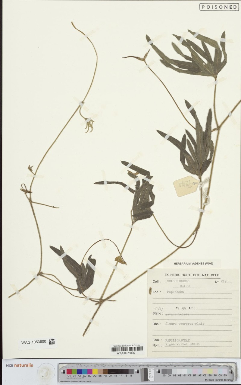 Vigna wittei photo 2
