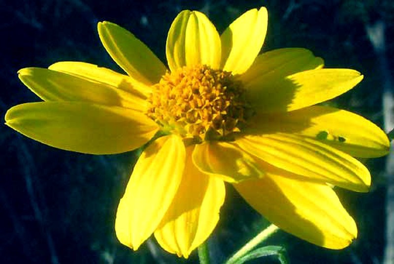 Toothleaf Goldeneye photo 2