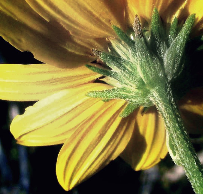 Toothleaf Goldeneye photo 3