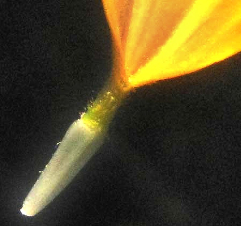 Toothleaf Goldeneye photo 6