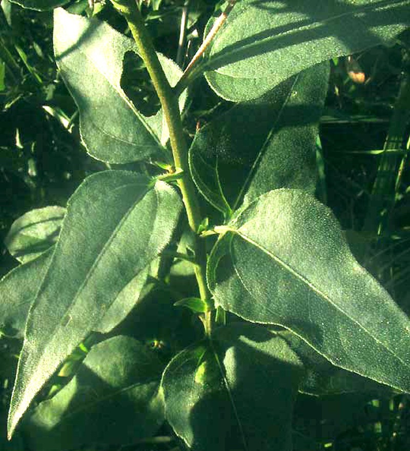 Toothleaf Goldeneye photo 7