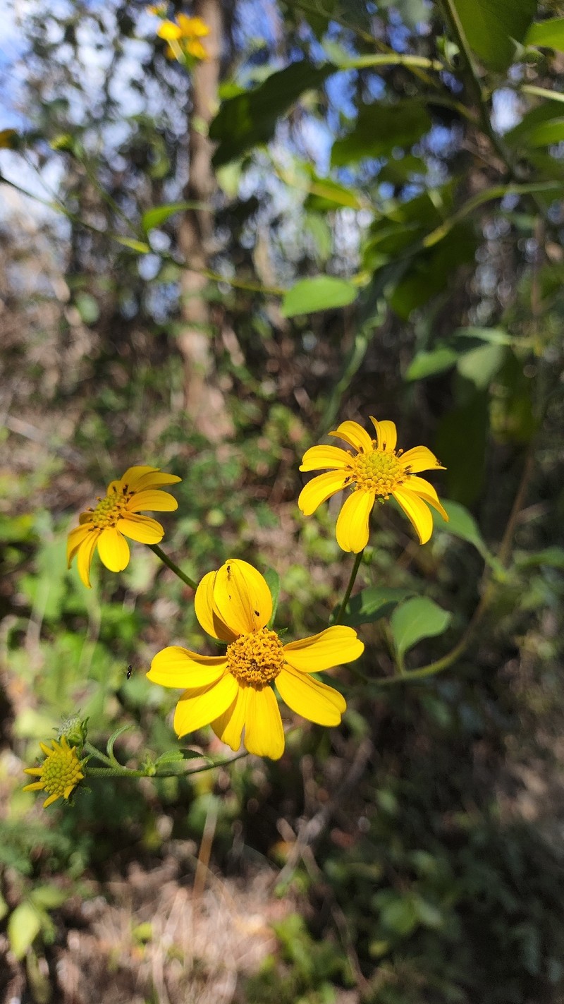 Viguiera dentata var. dentata